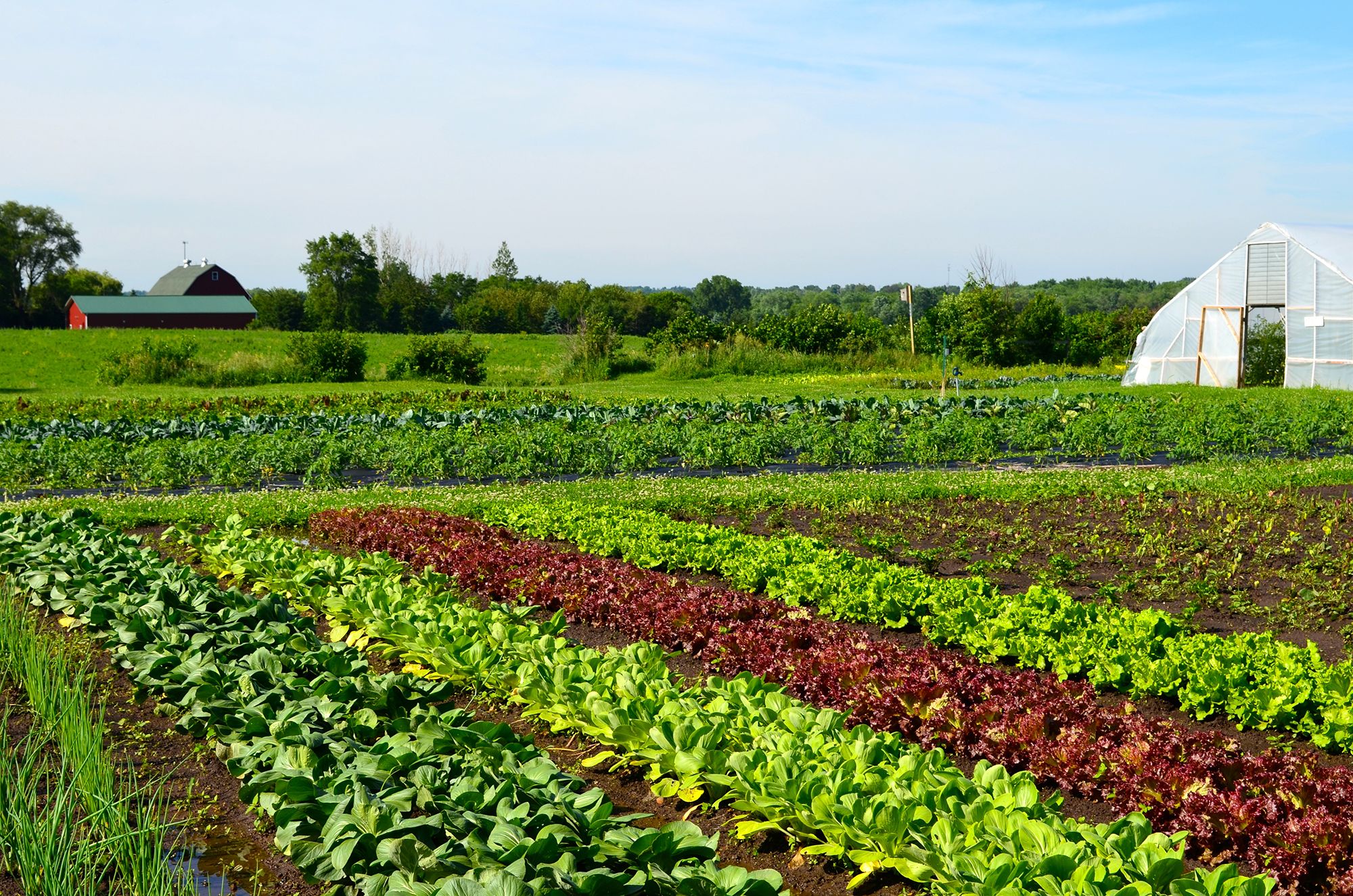 Vegetables